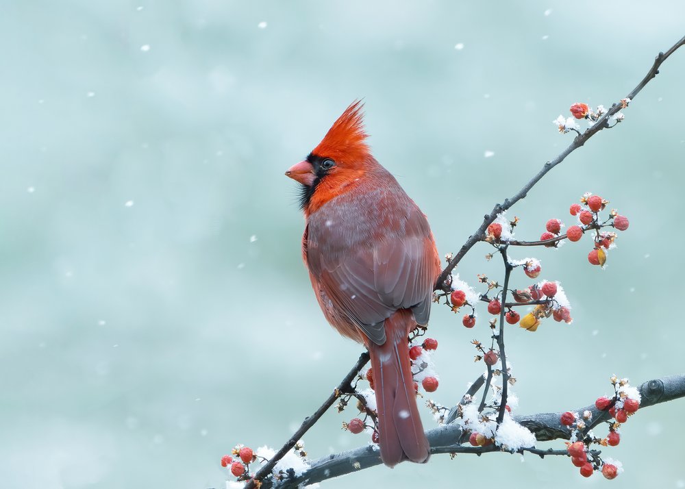 Snowy Red Cardinal