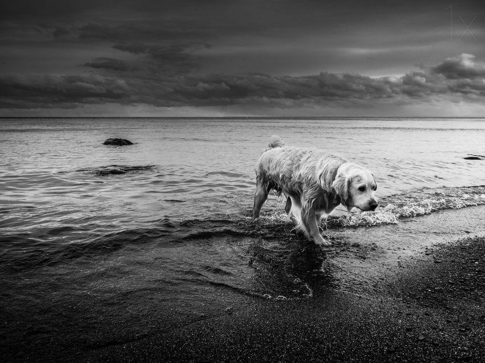 Golden Retriever Stormy Shore