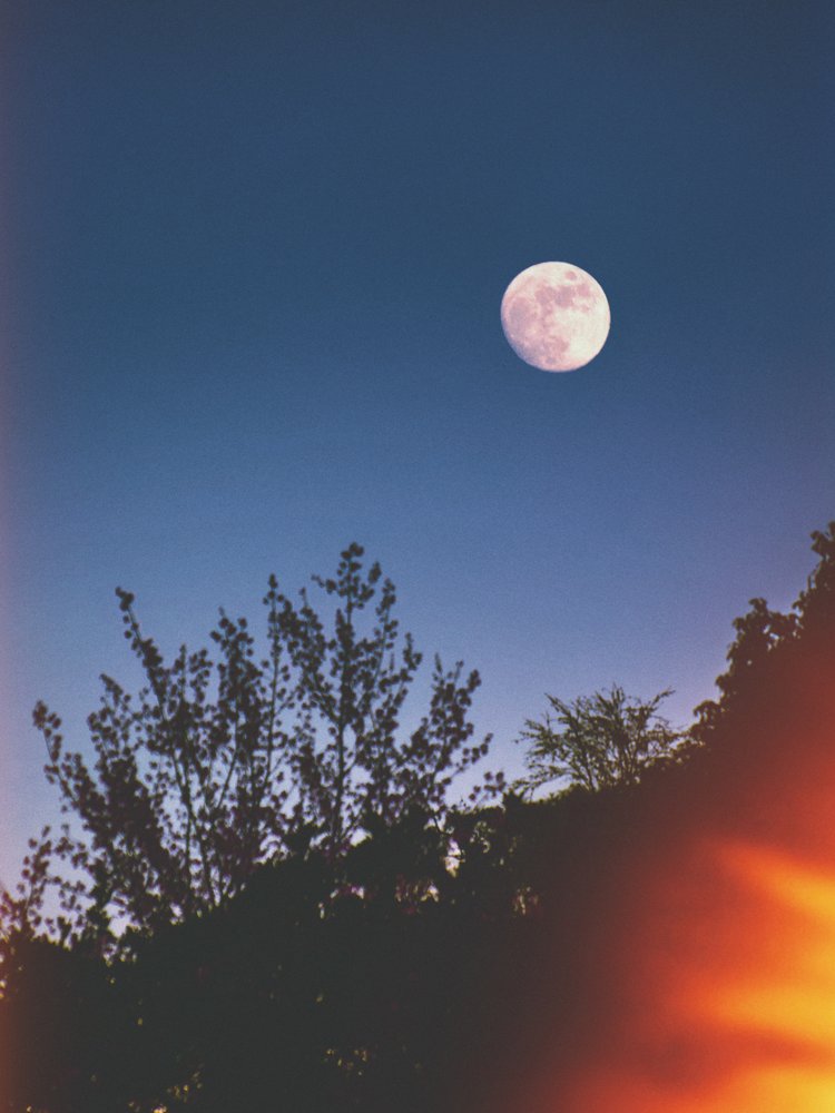 Pink Moon Over Trees