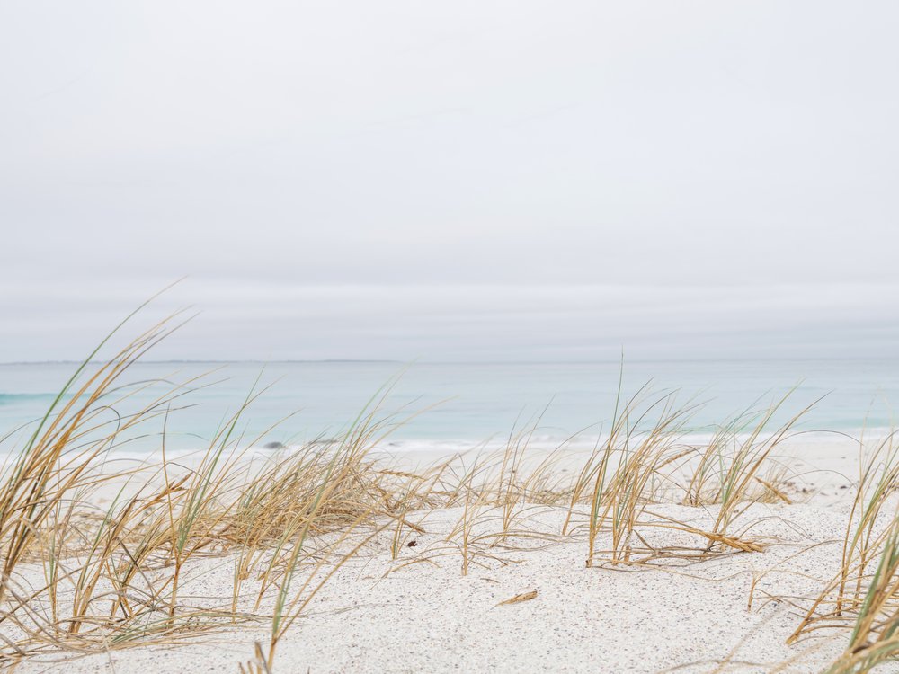 Serene Beach Grass