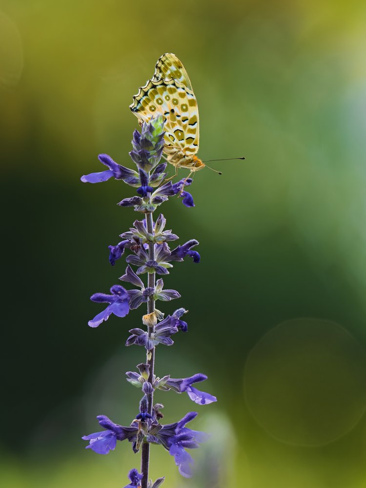 Golden Butterfly Bloom