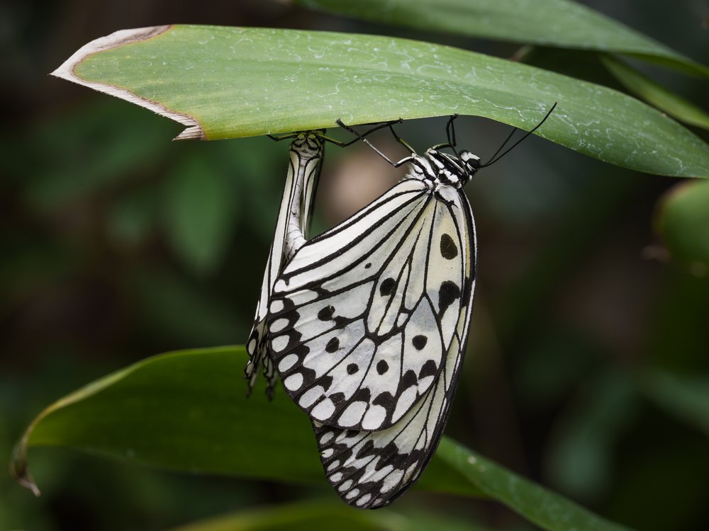 Delicate Tree Nymph