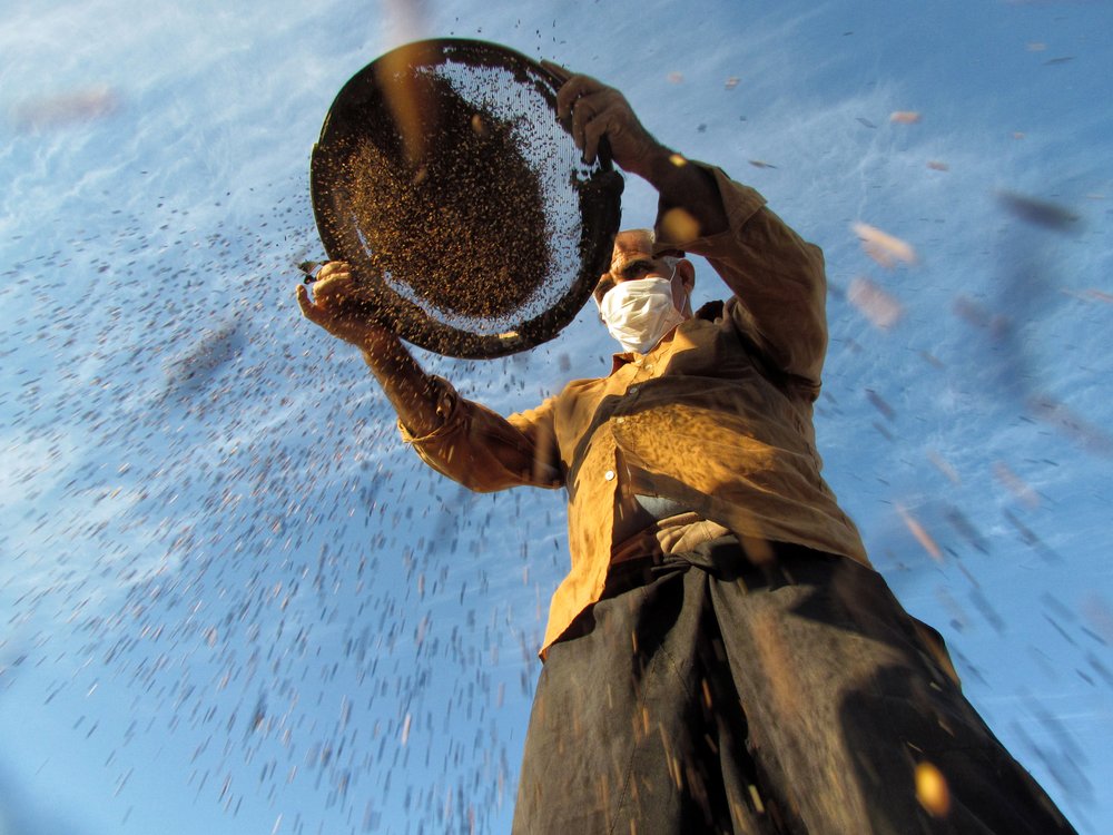 Winnowing Grain