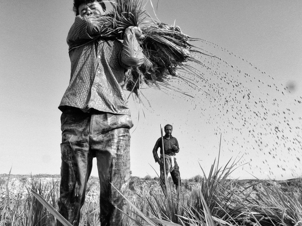 Threshing The Harvest