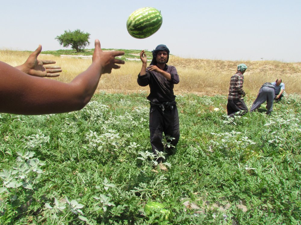 Watermelon Field Harvest