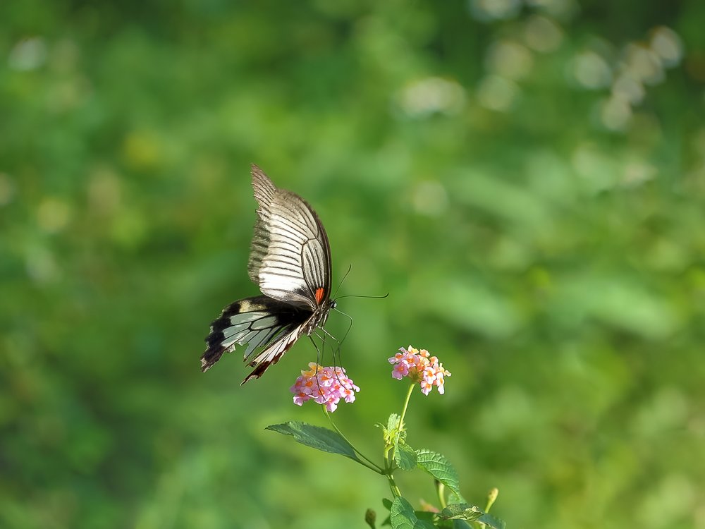 Summer Garden Butterfly
