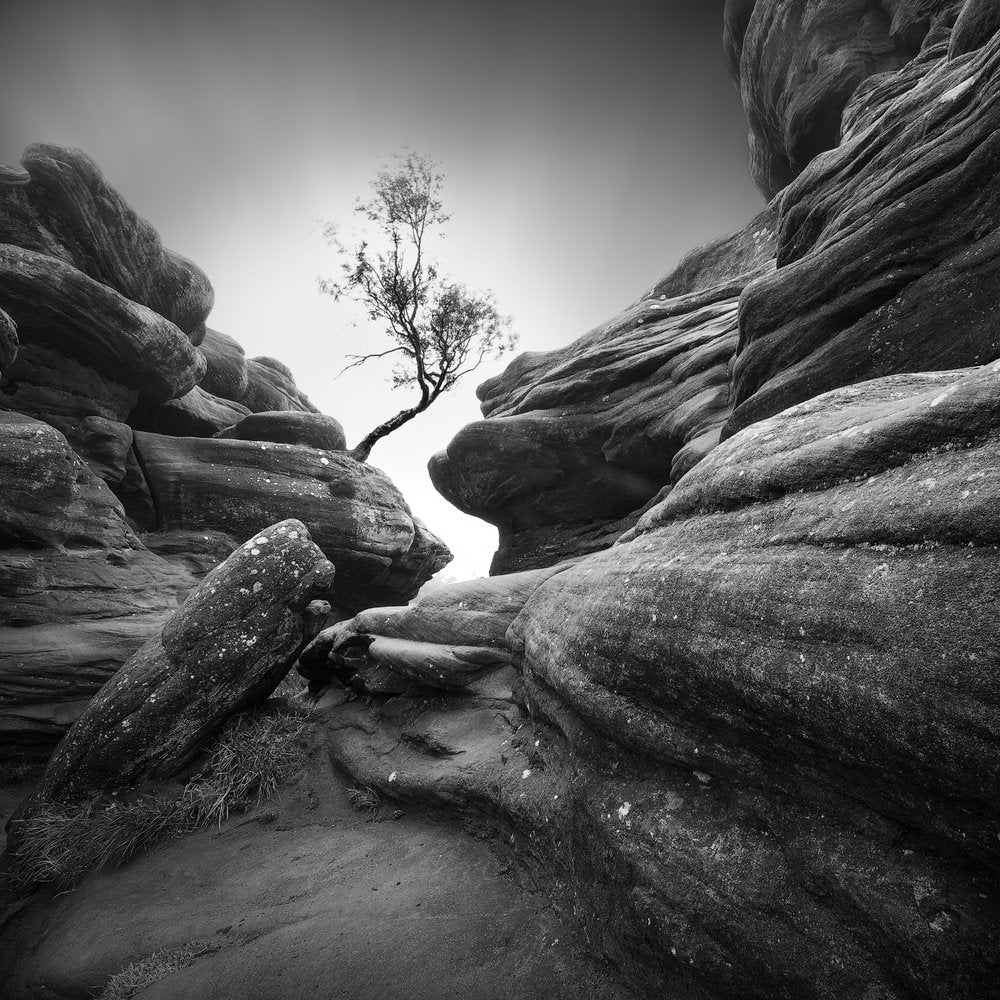 Solitary Tree Among Rocks