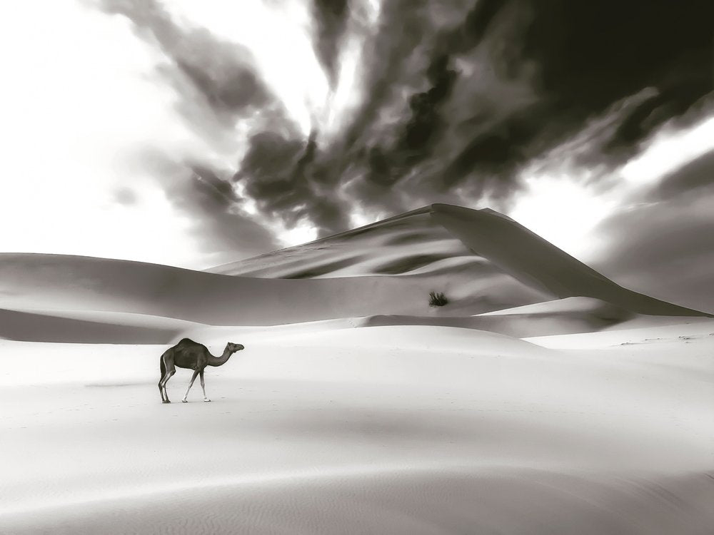 Desert Camel Under Dramatic Sky