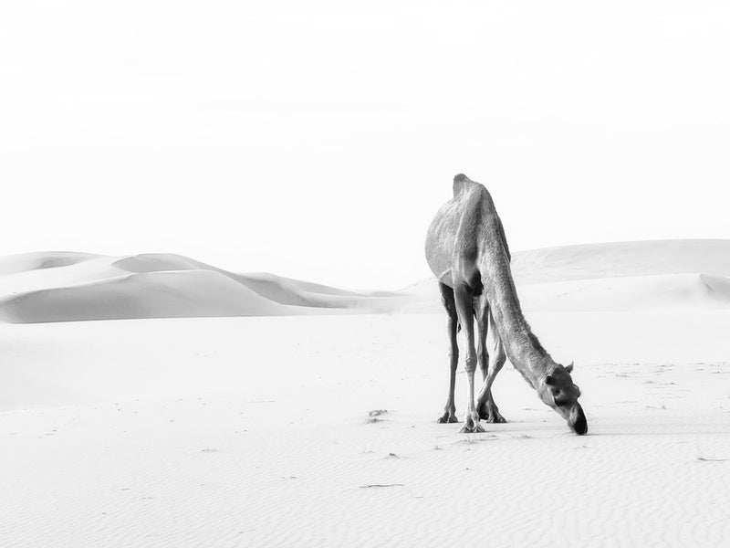 Quiet Desert Camel
