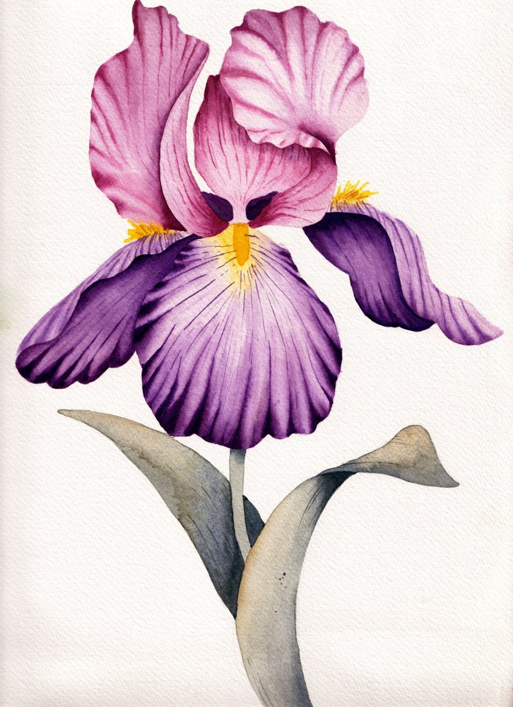 Vibrant Purple Iris