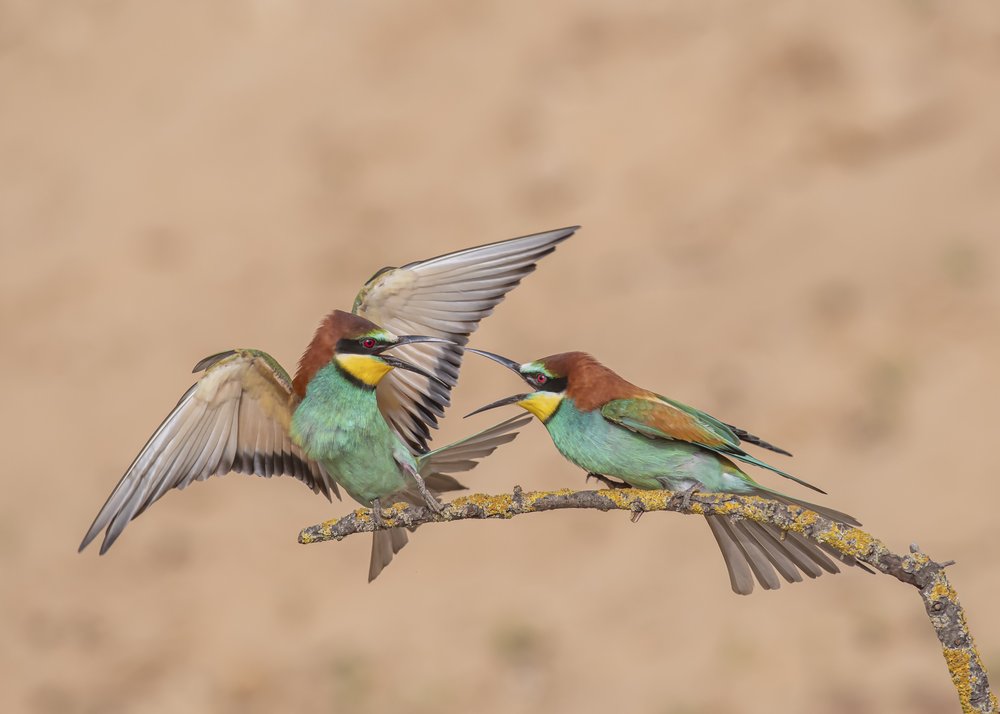 Vibrant Bee-eaters