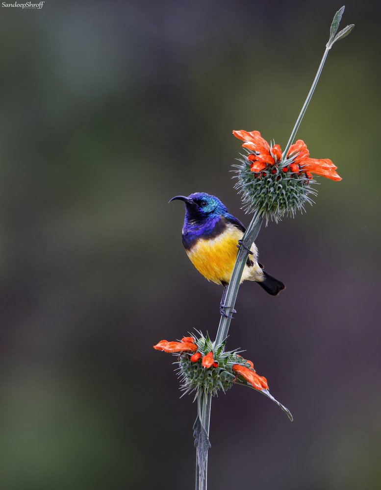 Blue and Yellow Sunbird
