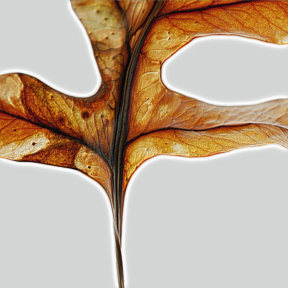 Warm Autumn Leaf