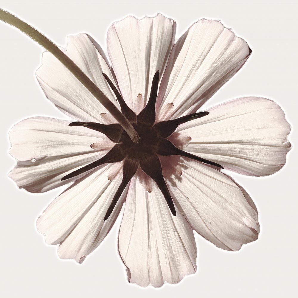 Backlit White Bloom