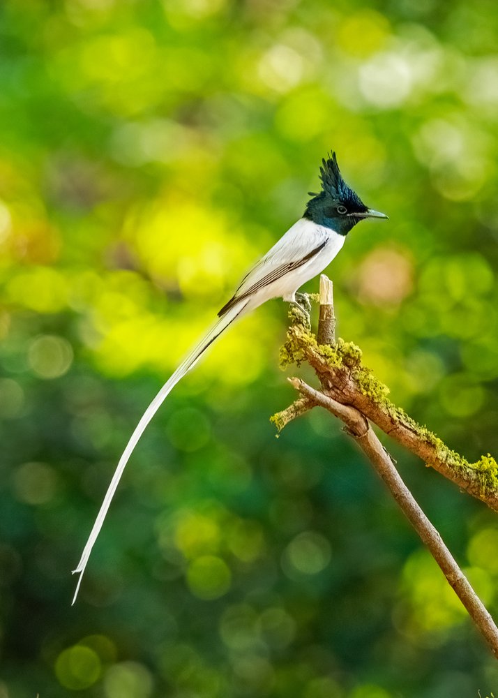 Elegant Paradise Flycatcher