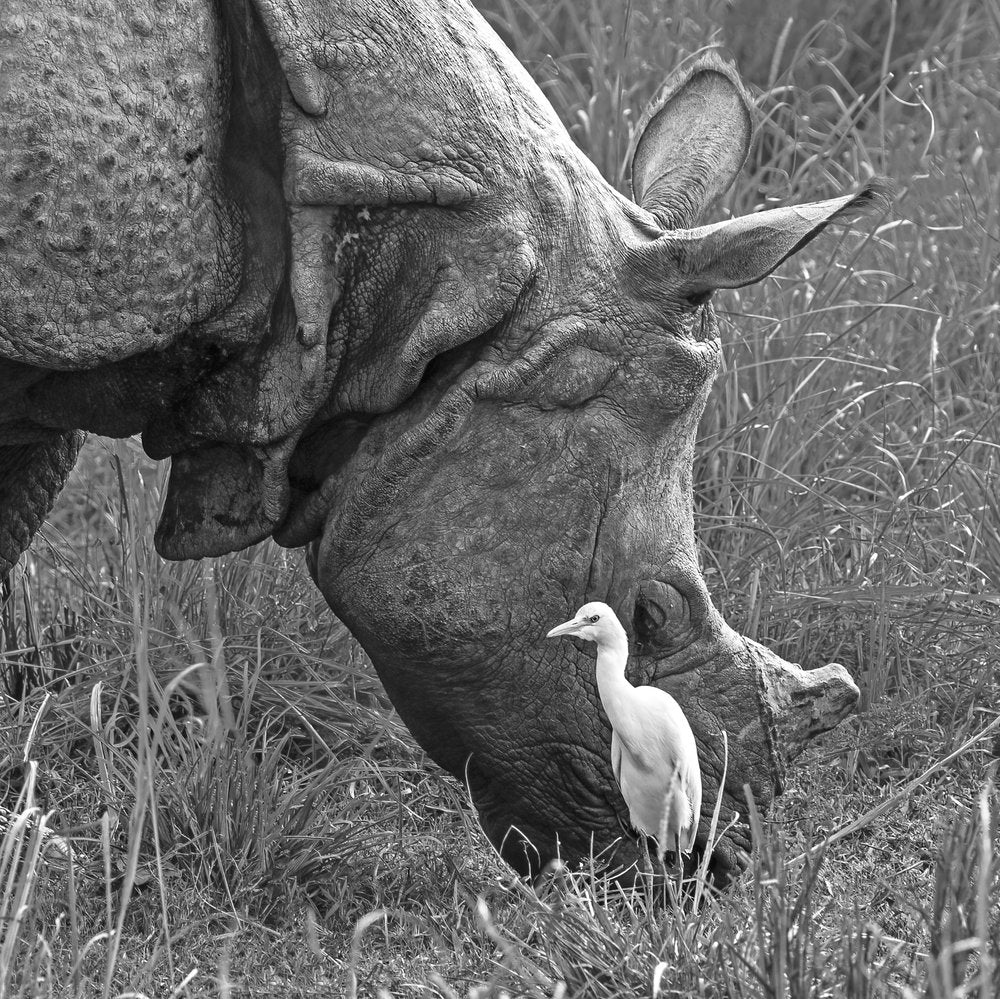 Grazing Rhino and Egret