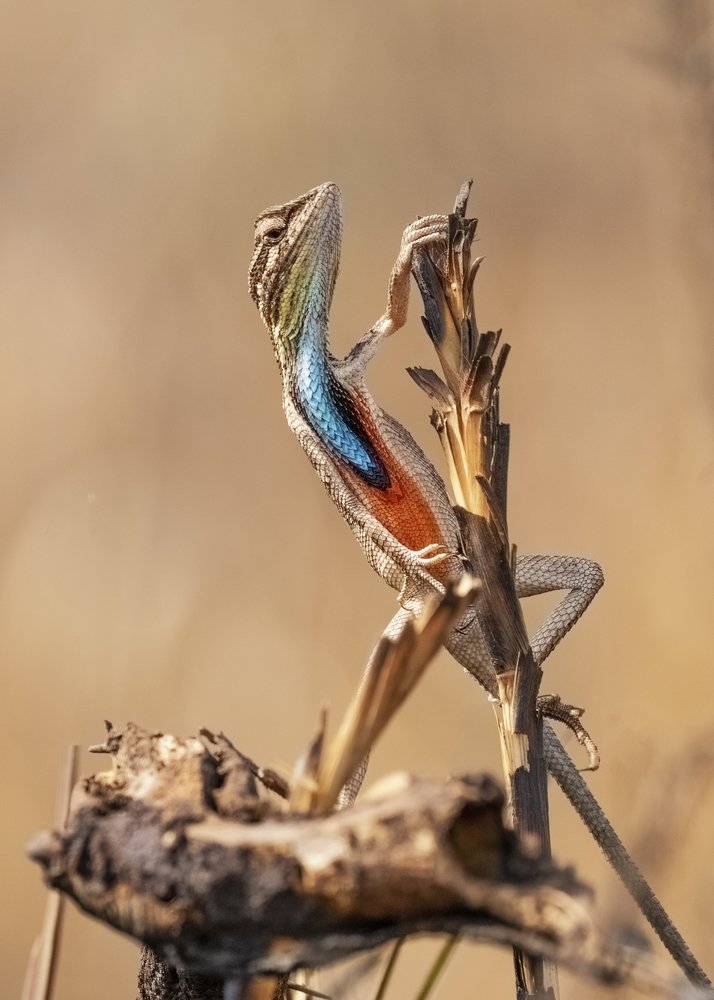 Colorful Lizard Display
