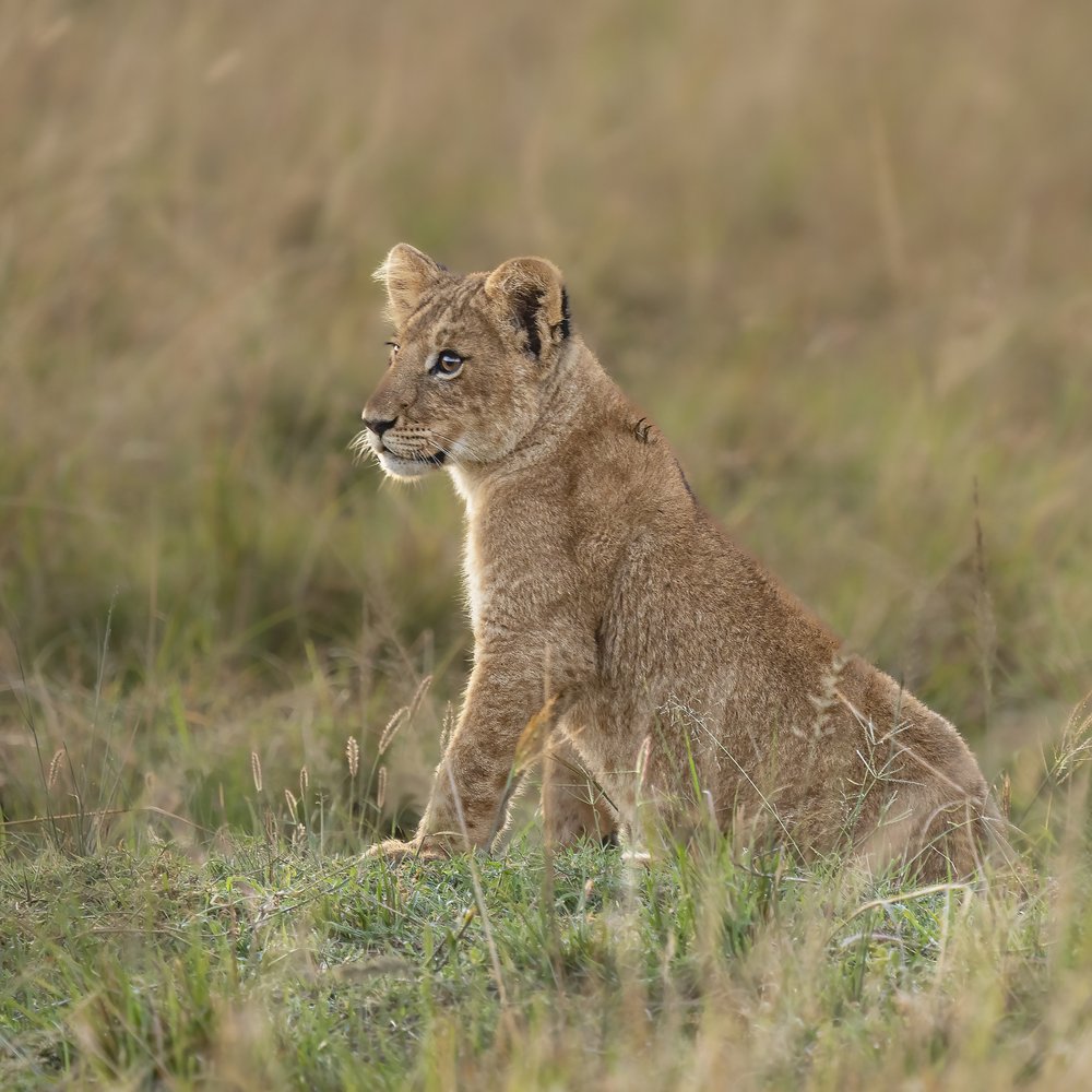 Watchful Lion Cub