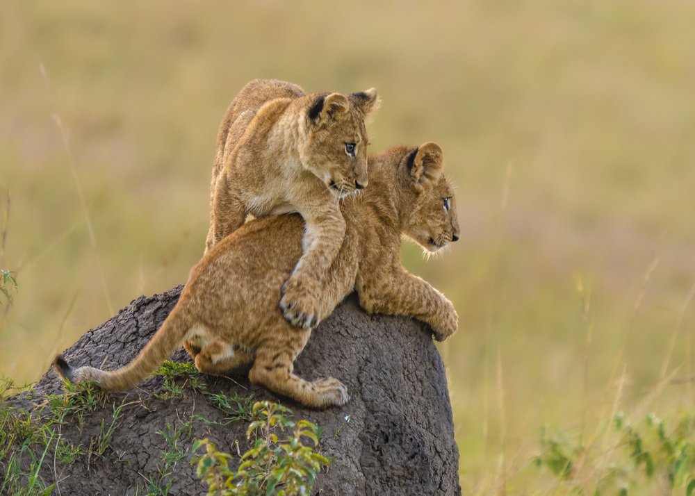 Playful Lion Cubs