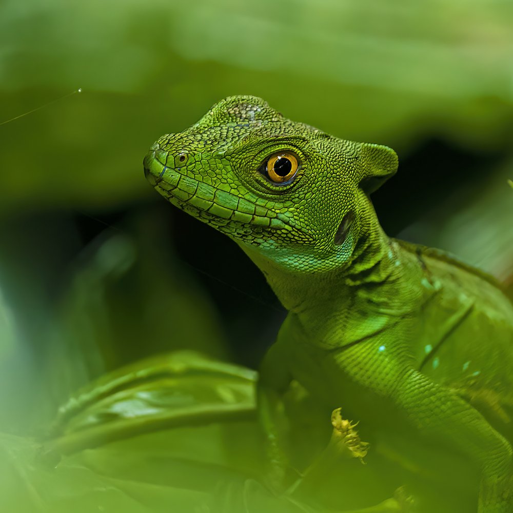 Vibrant Green Lizard Portrait