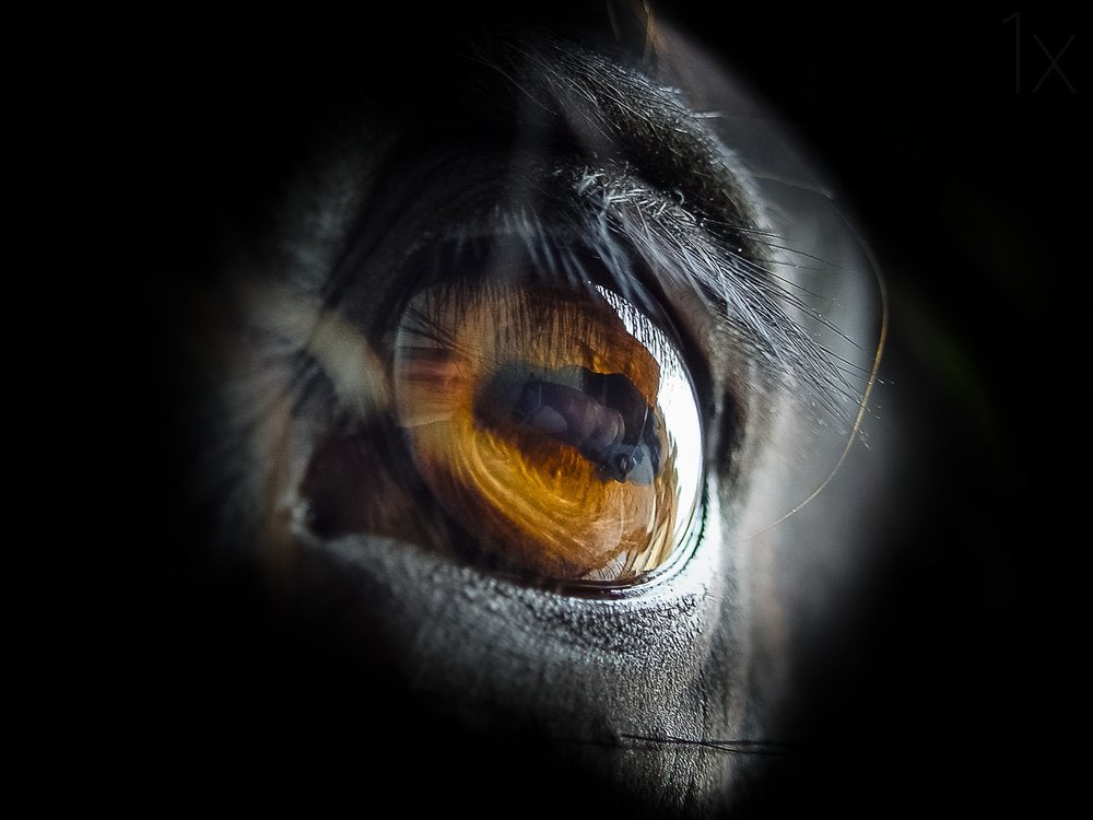 Intense Golden Eye