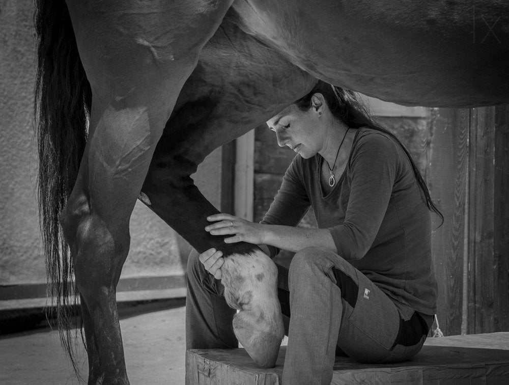 Equine Hoof Care