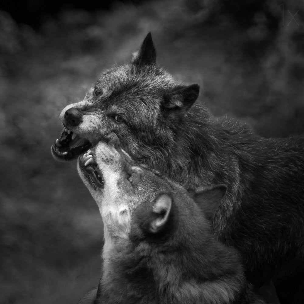 Snarling Black Wolves