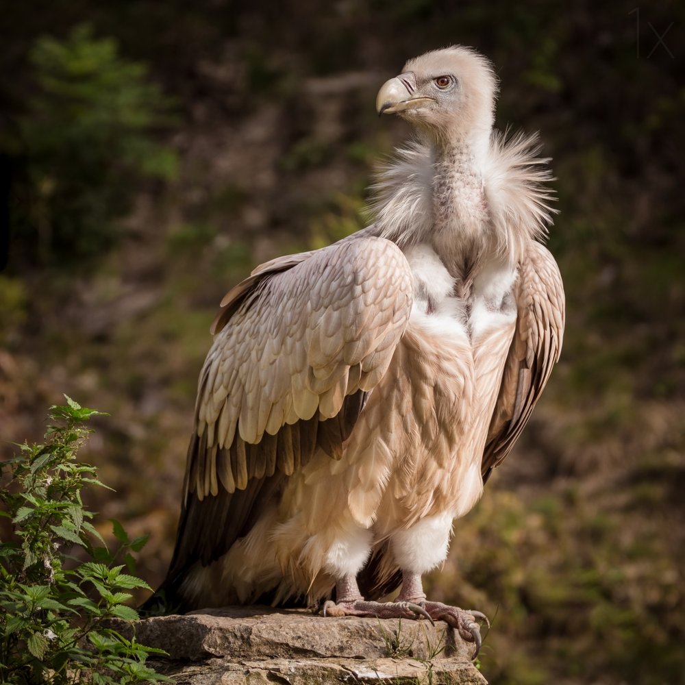 Majestic Griffon Vulture