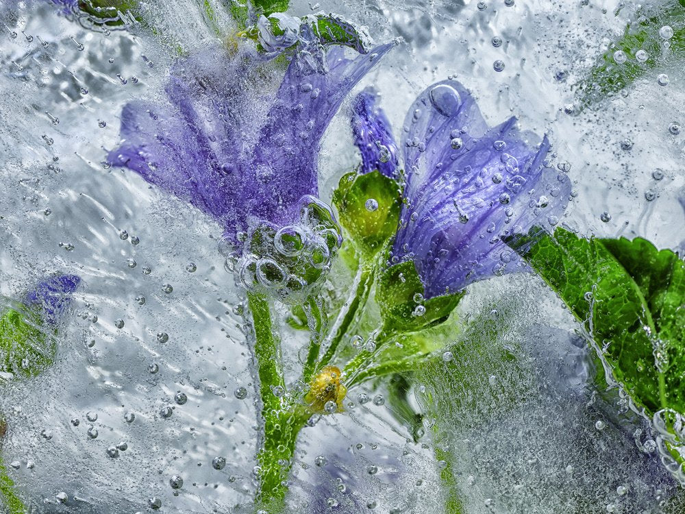 Frozen Purple Blooms
