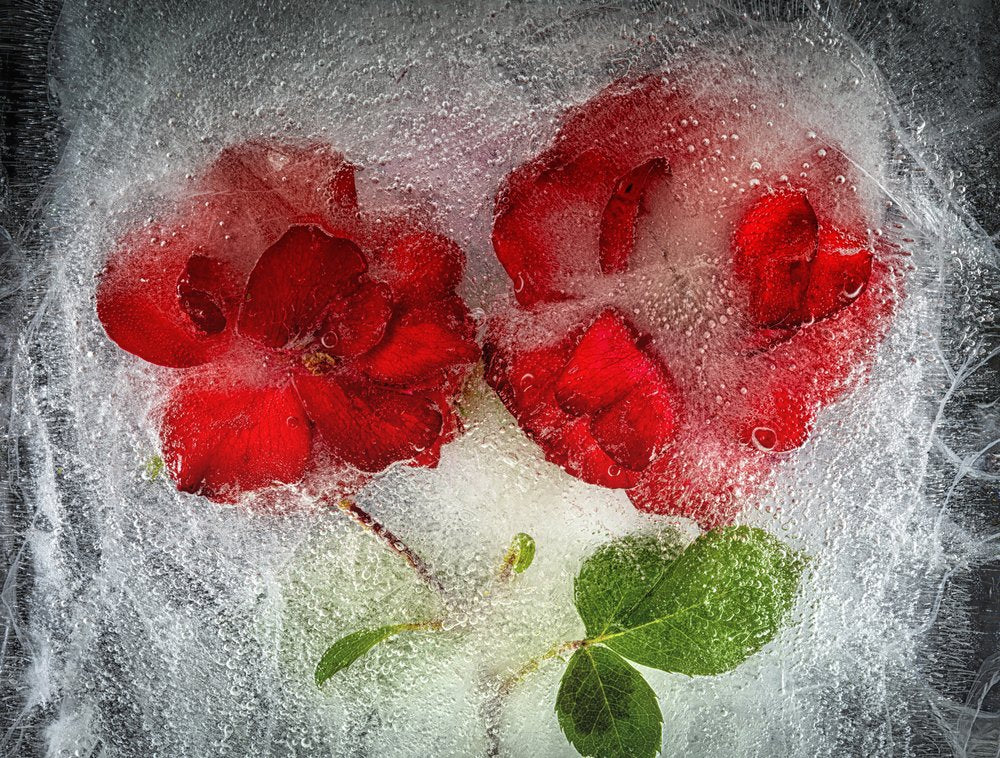 Frozen Red Roses