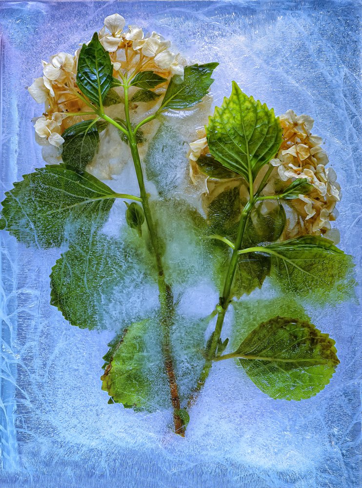 Frozen Hydrangea Blooms