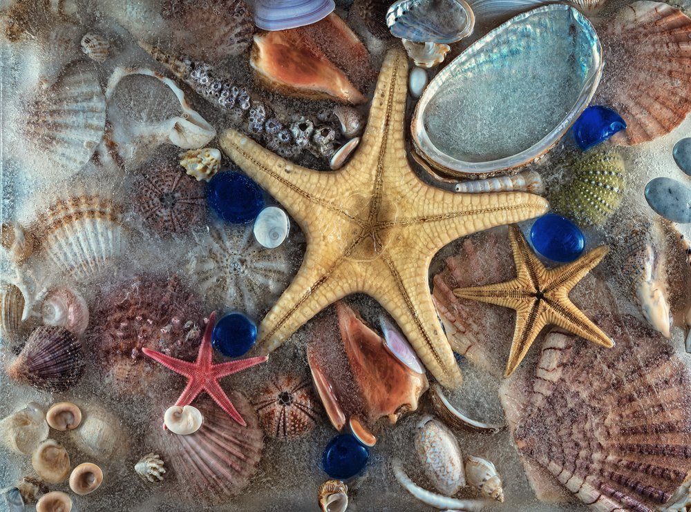 Ocean Starfish and Shells