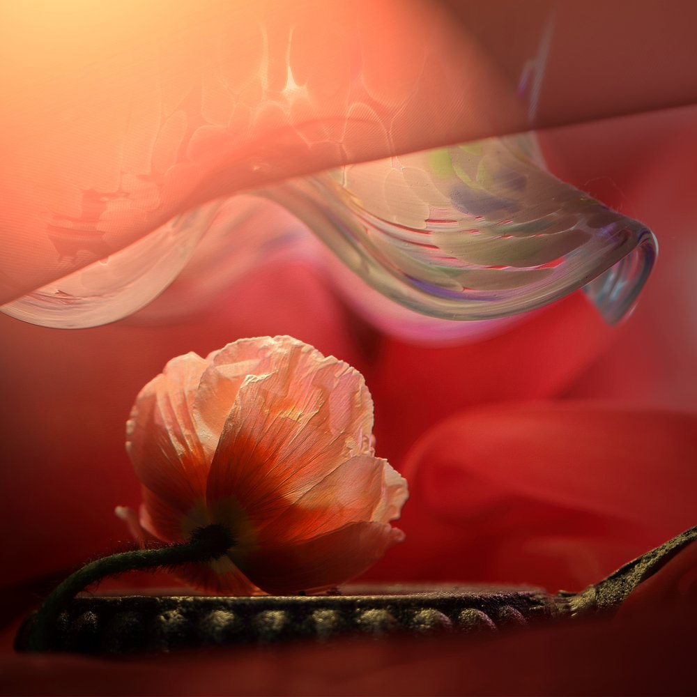 Dreamy Pink Poppy