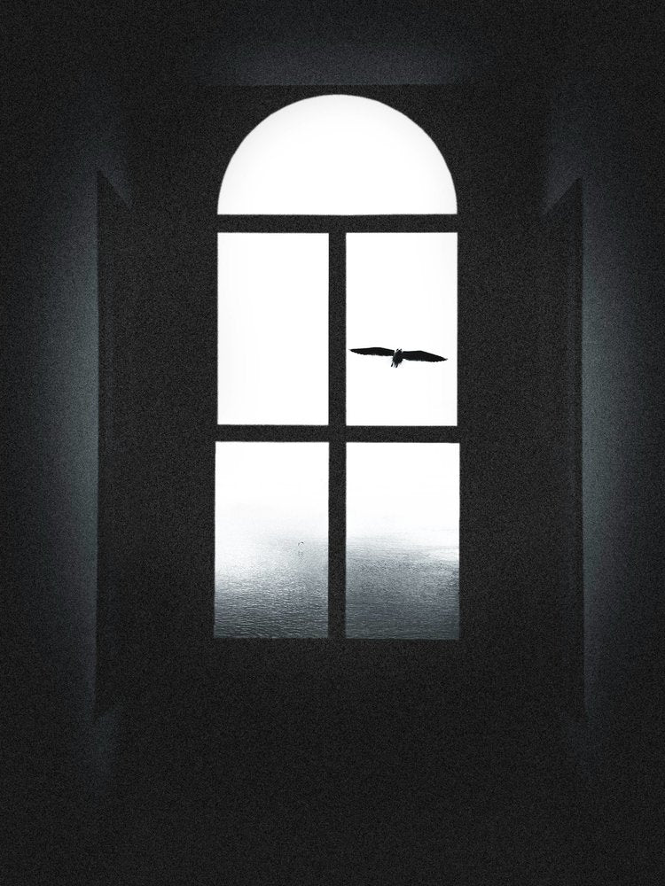 Ocean Window Bird