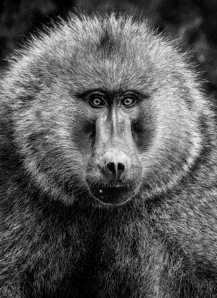 Intense Baboon Gaze