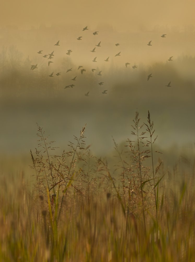 Birds In Misty Morning