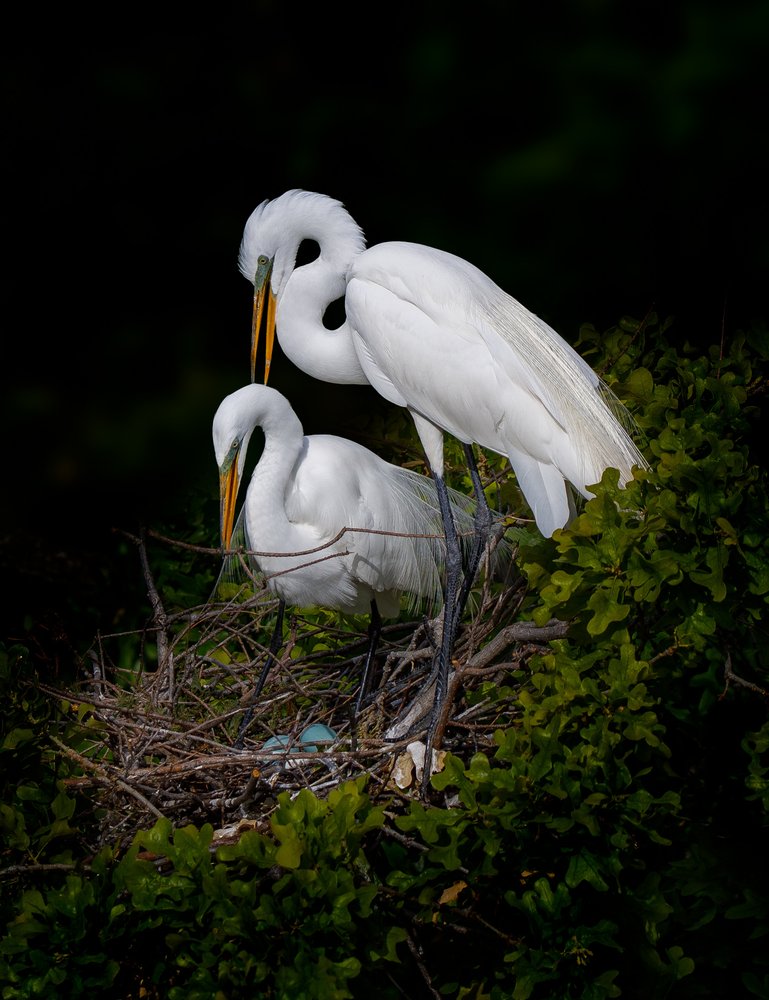 Nesting Egrets And Eggs