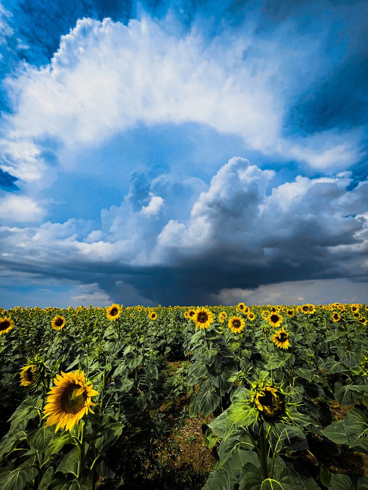 Storm Over Sunflowers