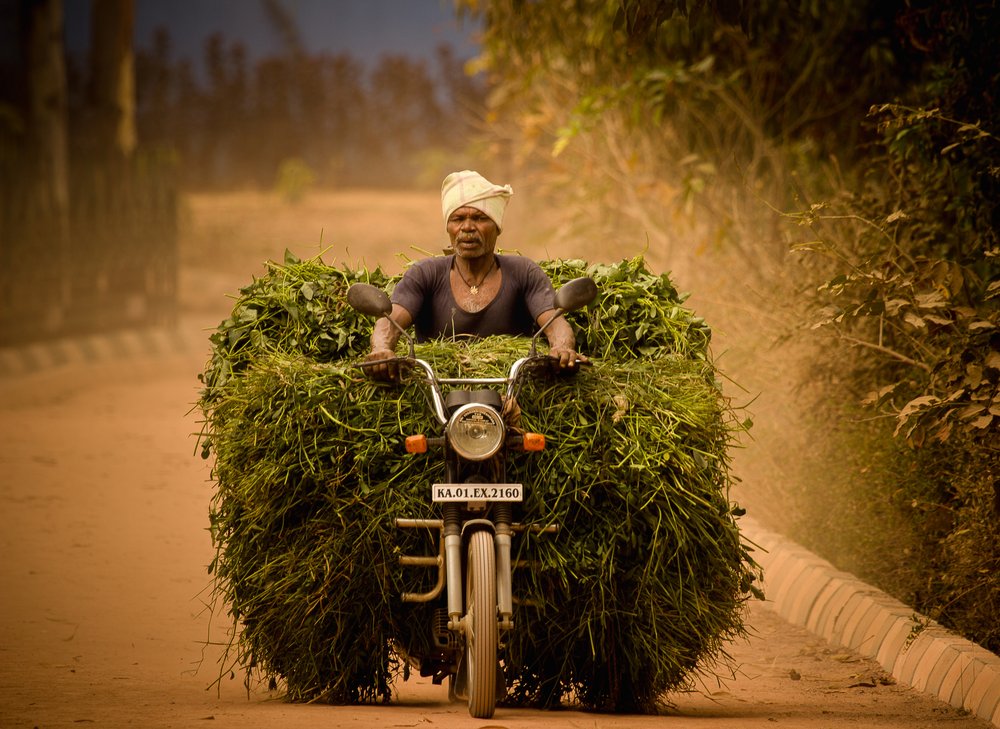 Riding the Green Harvest