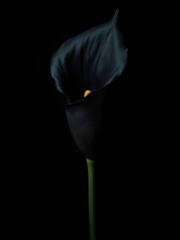 Black Calla Lily