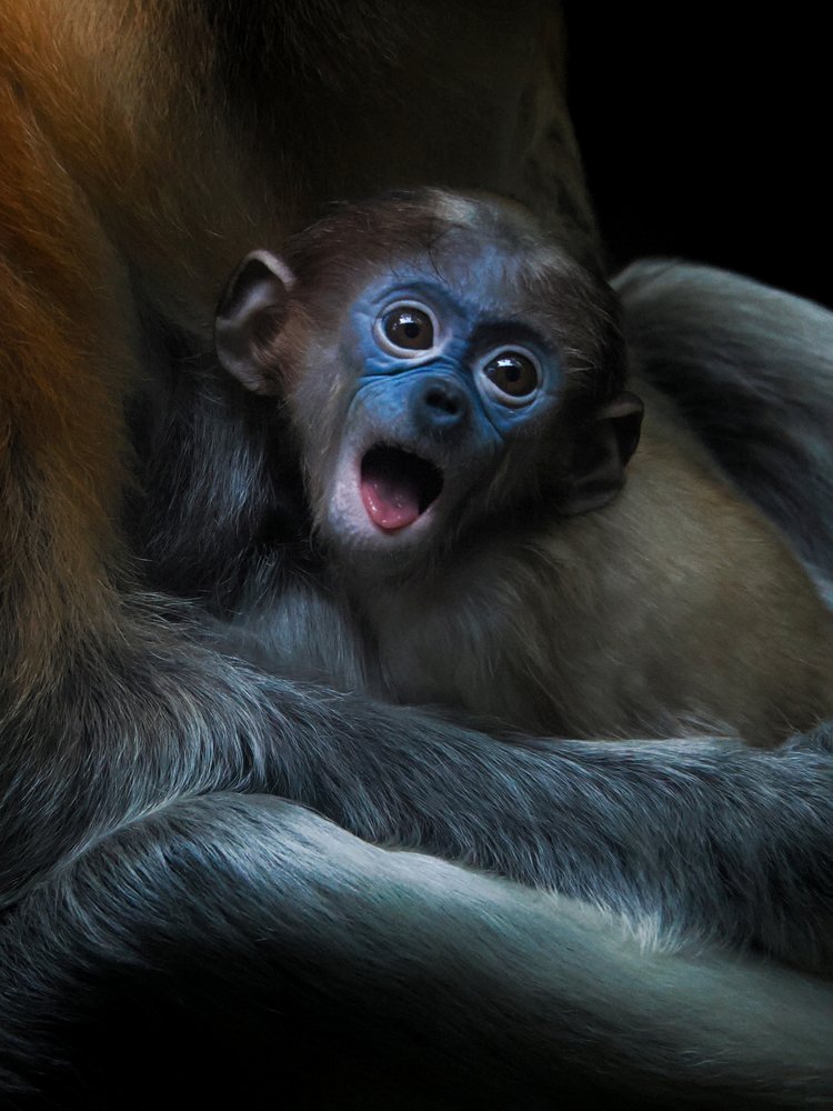 Surprised Baby Monkey