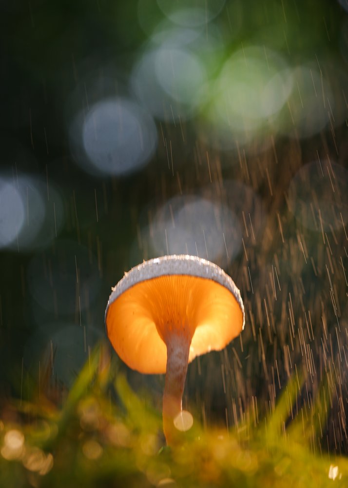 Rainy Mushroom Glow