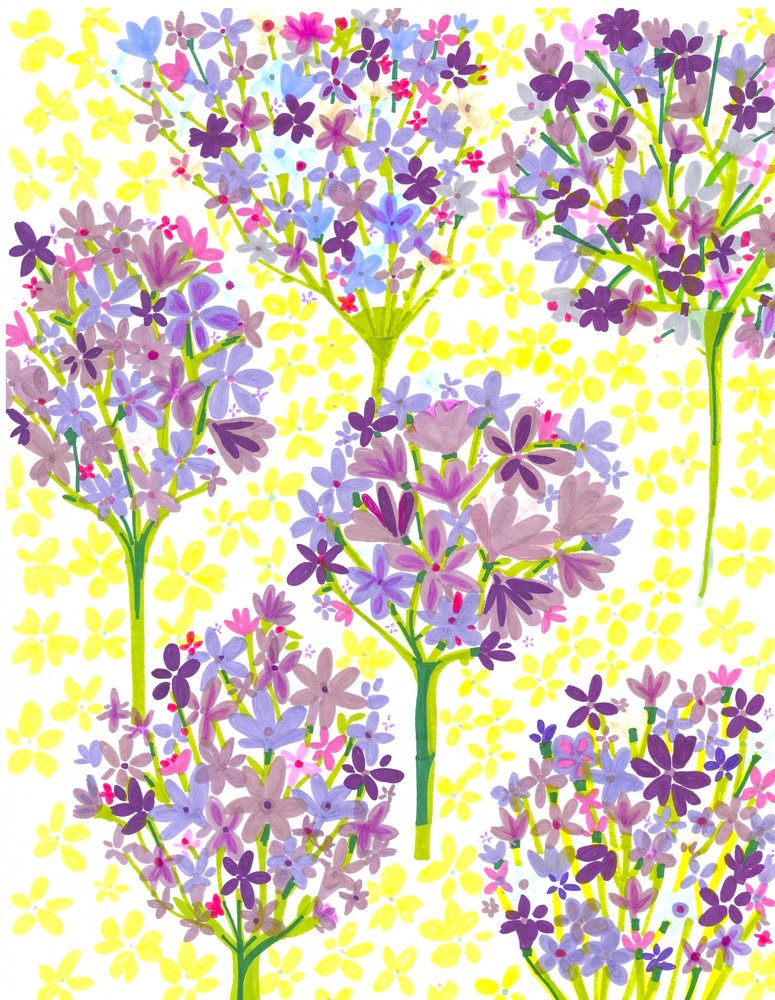 Lilly of the Nile