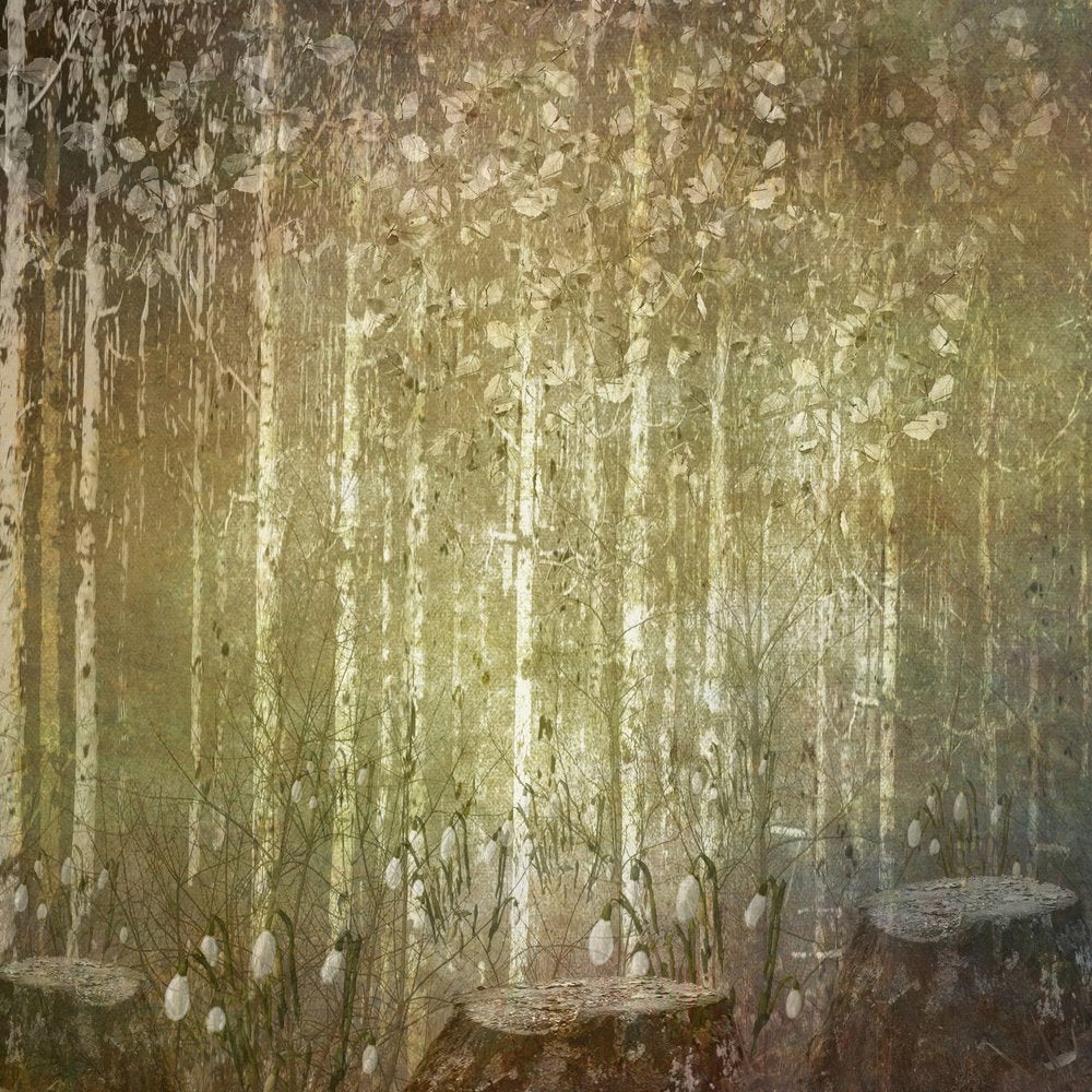 Dreamy Spring Forest