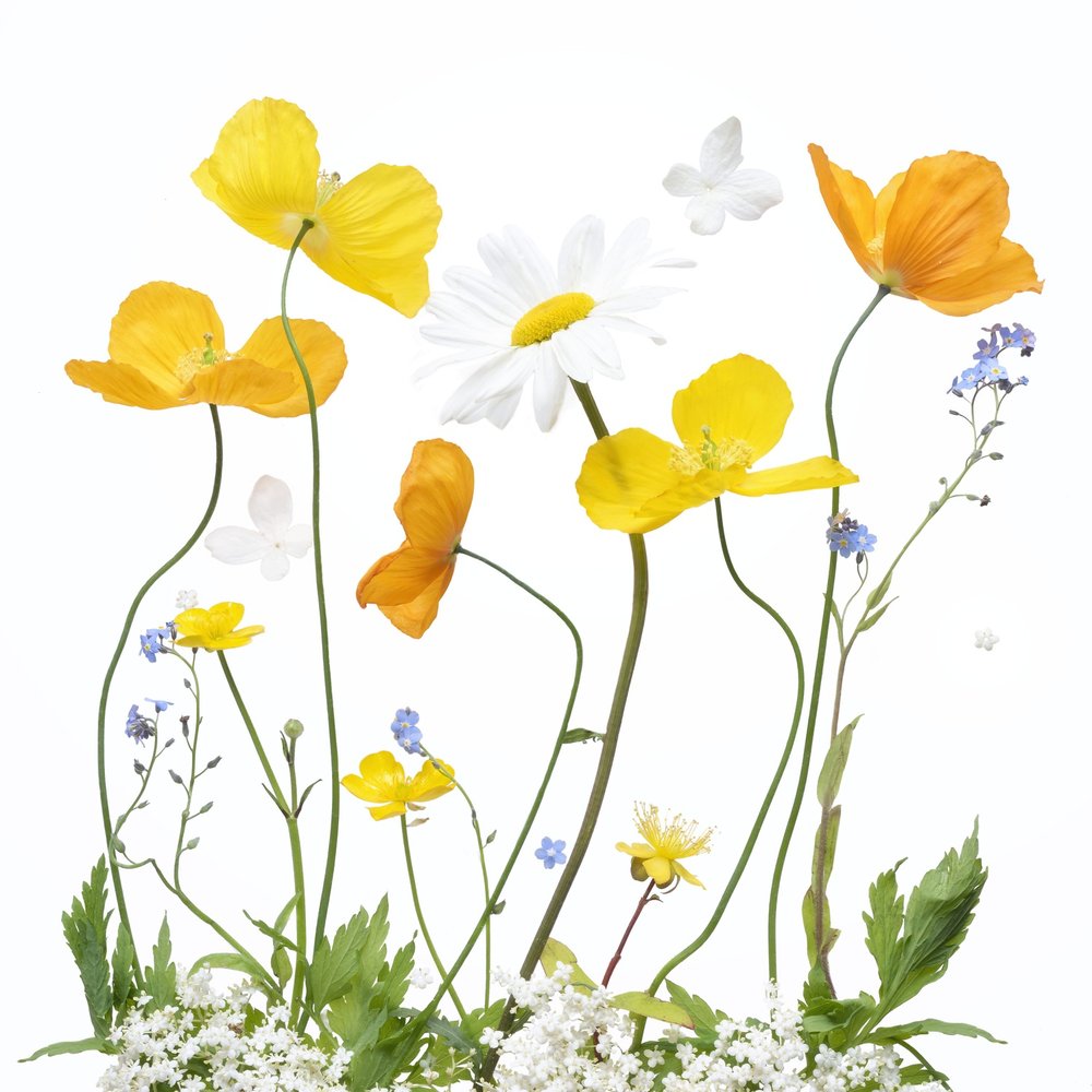 Bright Spring Wildflowers