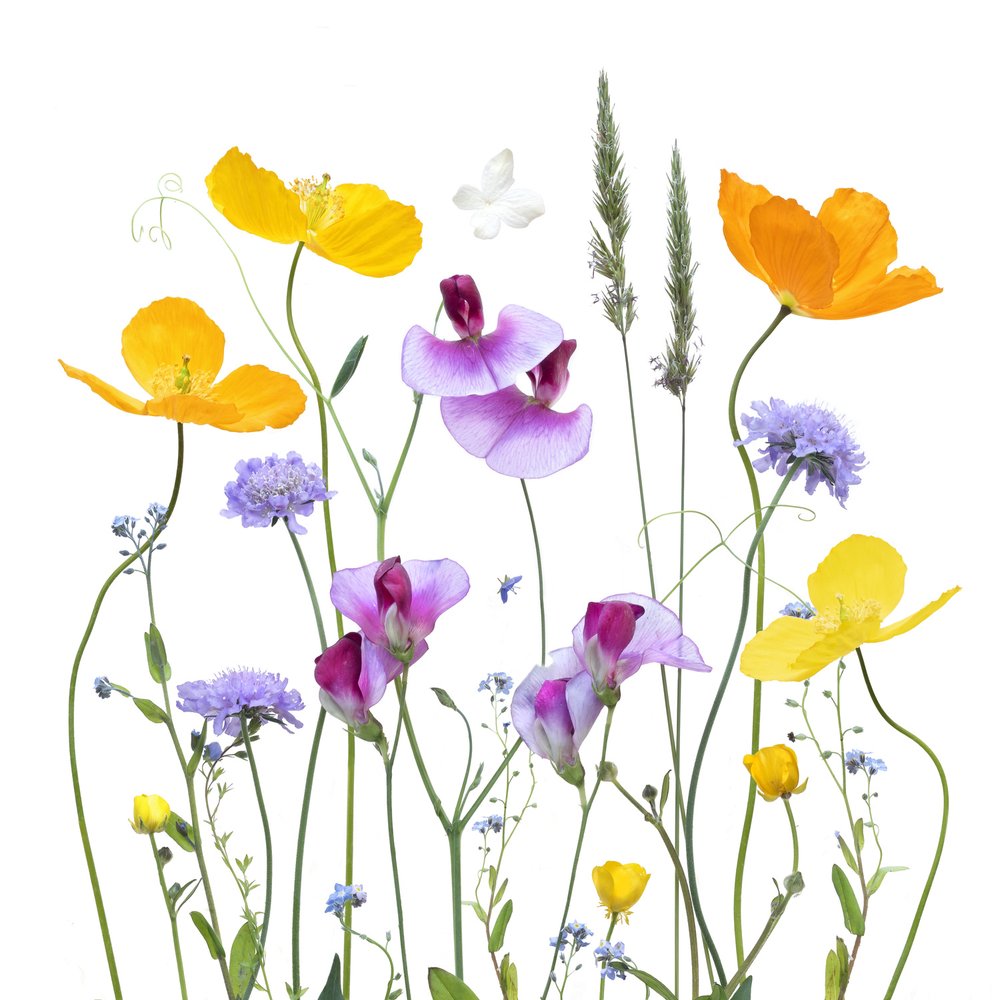 Colorful Meadow Blossoms