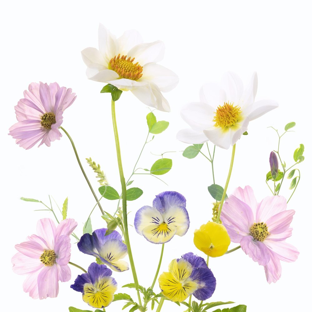 Vibrant Garden Flowers