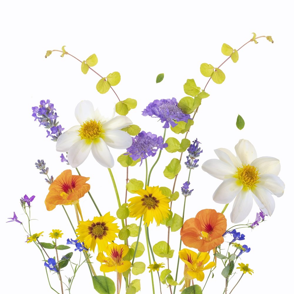 Vibrant Garden Blooms