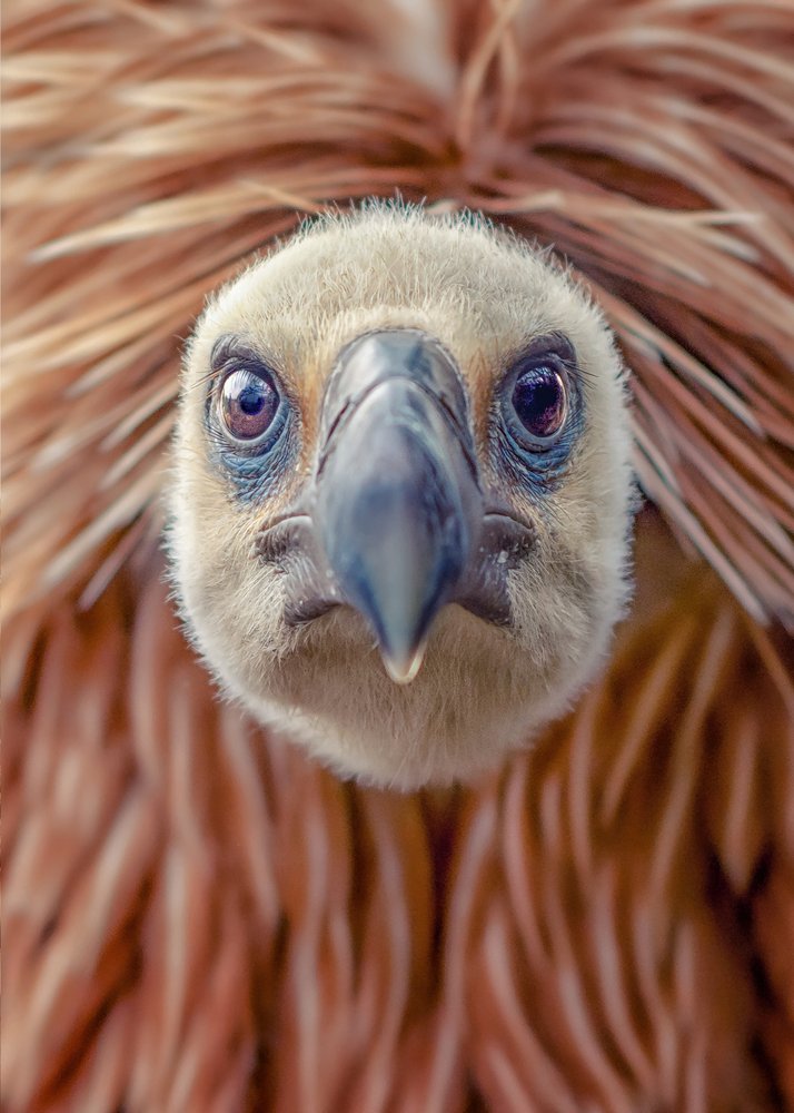 Intense Vulture Portrait