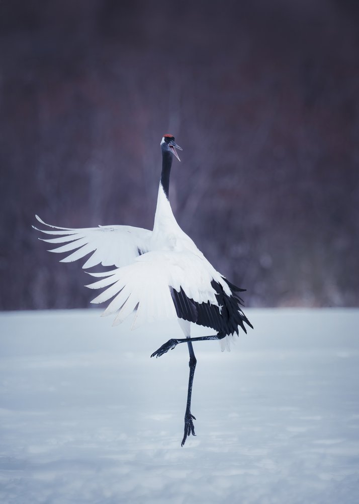 Red-Crowned Crane Dance
